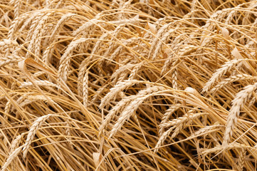 Wheat close view