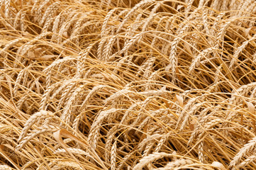 wheat corn