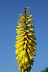 Trytomia ogrodowa © fotodrobik