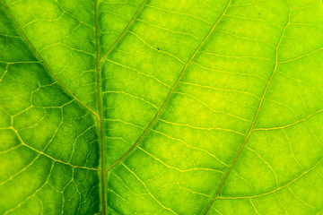 Fototapeta na wymiar ecology green leave texture background