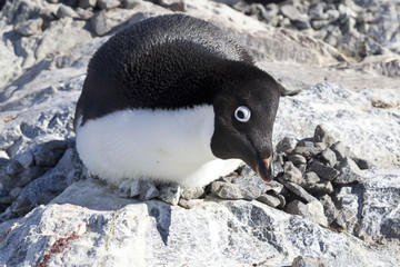 Fototapeta premium female Adelie penguin sitting on the nest and frightening observ