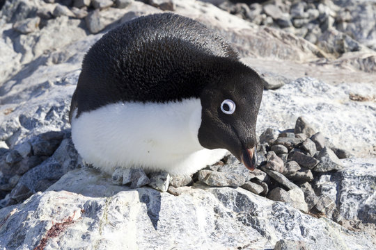 female Adelie penguin sitting on the nest and frightening observ