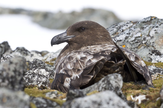 female Antarctic or brown skua that sitting on the nest