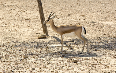 Young antelope on desert background park peters