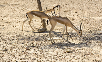 Young antelope on desert background park peters