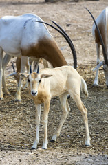 Young antelope on desert background park peters