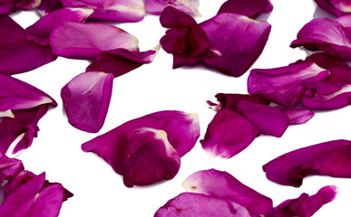 Rose petals