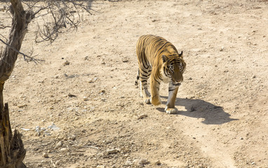 tiger in the wild in Africa