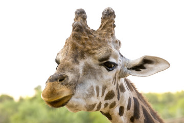 closeup portrait of a giraffe