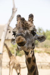 closeup portrait of a giraffe