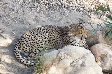 cheetah in the wild africa © lester120