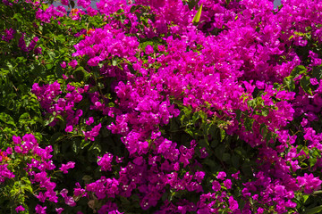 floral background of flowers