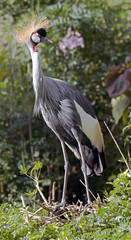 Black crowned crane