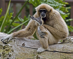 White-handed gibbon