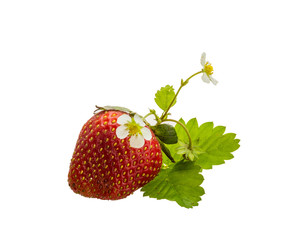 Ripe strawberry