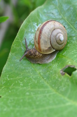 カタツムリ