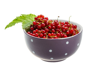 Red currant
