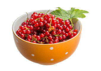 Red currant