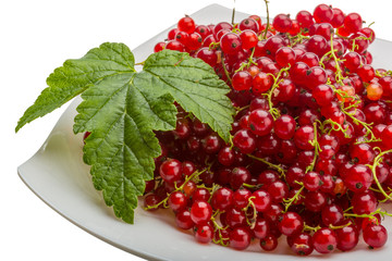 Red currant