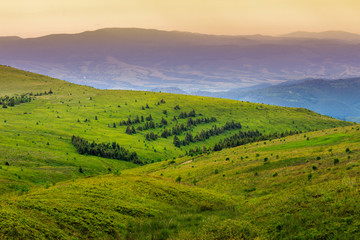 coniferous forest on a  mountain slope