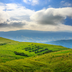 coniferous forest on a  mountain slope