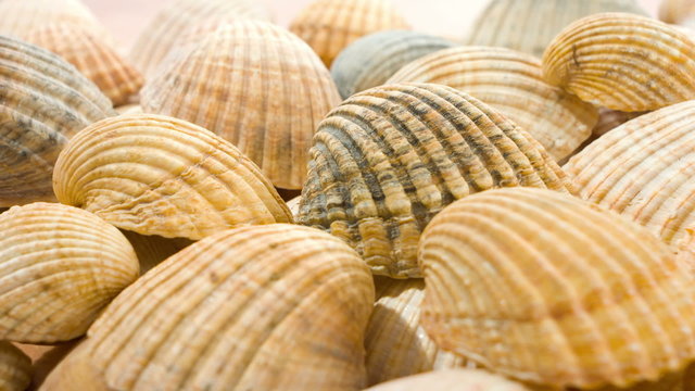 seashells, sea shells background