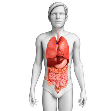 Digestive system of male body