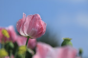 Mohnblumenfeld