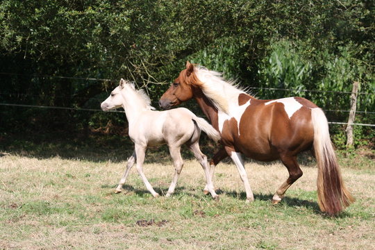 Jument et poulain qui trottent