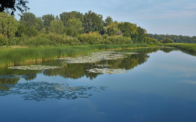 Fototapeta na wymiar Forest lake on a summer day.