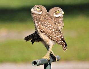 Burrowing Owls