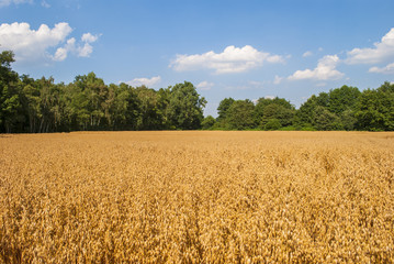 Golden oats (avena) field
