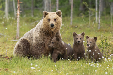 Fototapeta premium Famiglia orsi