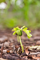 Plant growing from soil.The concept about having a new life.