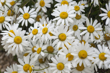 chamomile