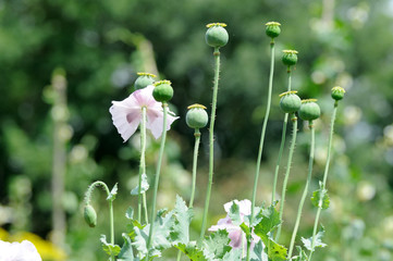 Poppy head.