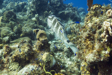 Naklejka na ściany i meble Nassau grouper