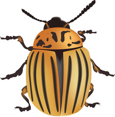 scarabeo delle patate