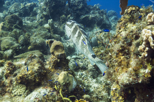 Nassau Grouper