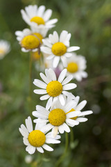 chamomile