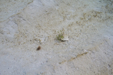 Algea under a rock