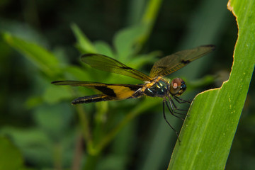 Close-up of dragonfly