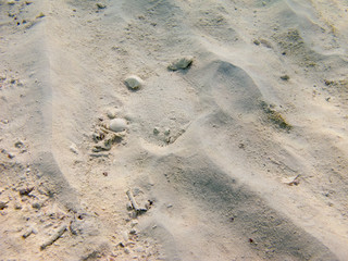Spiny flounder