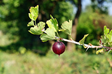 Red gooseberry