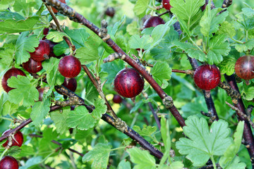 Red gooseberry