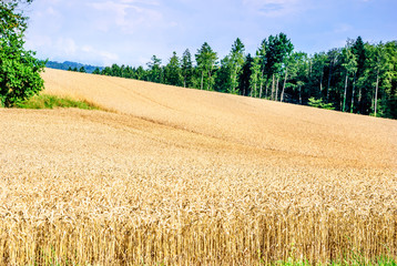 Champ de blé dans la campagne vaudoise