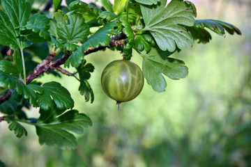 Green gooseberries