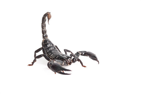 Black Scorpion isolated on white