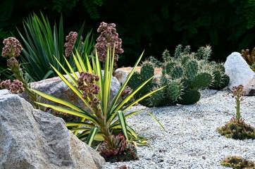 Steingarten - Kakteengarten