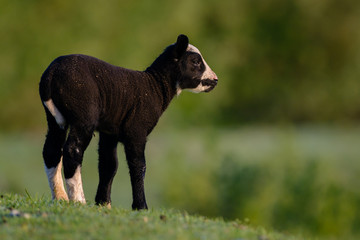 Lamb grazing on pasture.